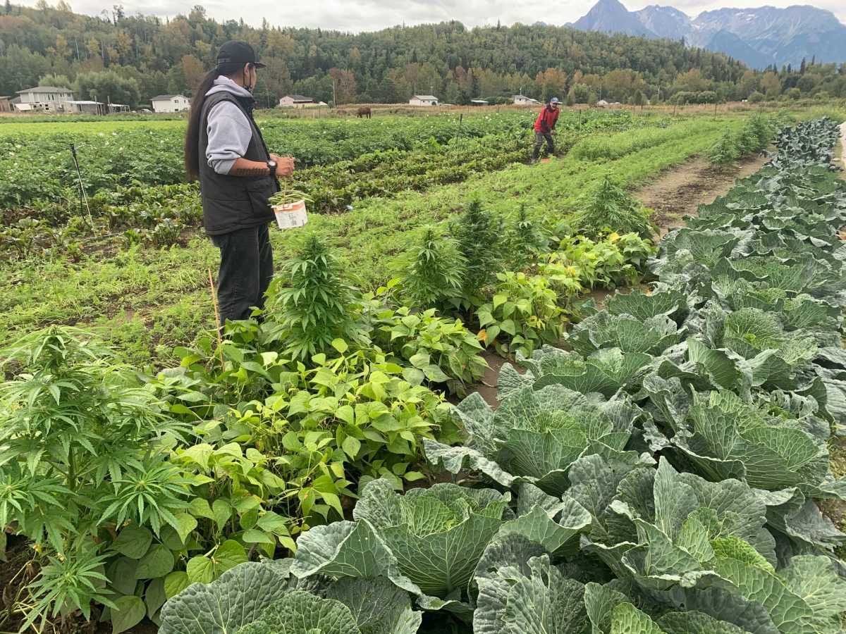 Farm School SikEDakh (Glen Vowell Band)