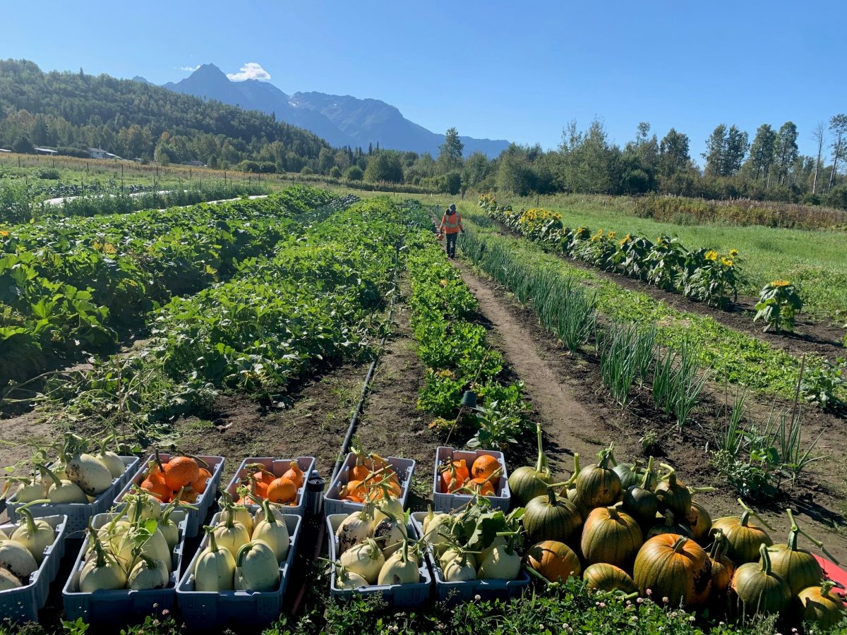 Farm School SikEDakh (Glen Vowell Band)